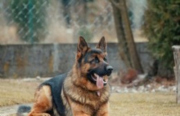 Ángel Etcheverry: Brindan nuevas jornadas de atención veterinaria gratuita