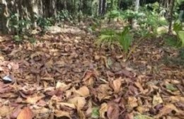 La hojarasca que preocupa si vuelve a llover fuerte