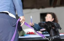 Vacunación y castración de mascotas en Altos de San Lorenzo y Olmos