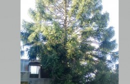 Se acercan los meses sin "erre": Preocupa un enorme pino en Aeropuerto