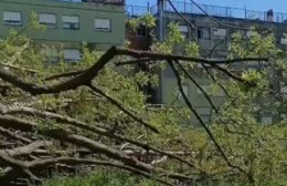 La Delegación trabajó sobre un Ombú caído en Barrio Monasterio: Vecinos piden en retiro total