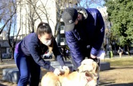 Vacunación antirrábica en Altos de San Lorenzo