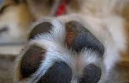 Denuncian envenenamiento de perros en la zona del Hospital de Melchor Romero