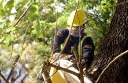 Poda y despunte en árboles que hace años no se tocaban en dos cuadras puntuales