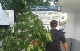 Buscaban dos delincuentes y terminaron desarmando el arbolito