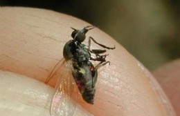 Molesta y encima chupa: No es su marido sino una mosca llamada barigüí que llegó a la región
