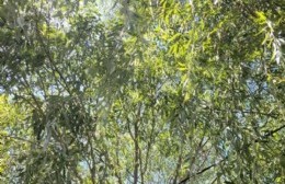 Vecina que sufre con enorme árboles frente a su casa pide por podas a gritos