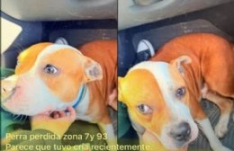 Buscan a los dueños de una perra encontrada en 7 y 92