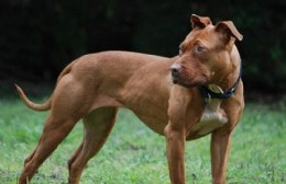 Un pitbull suelto casi mata a una criatura en Berisso: Su perra murió al salir en su defensa