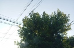 Semáforo tapado por las ramas de un frondoso árbol