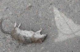 Vecinos denuncian invasión de ratas en Villa Montoro