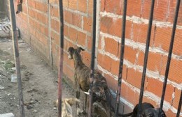 La Policía rescató cinco perros galgas de un vivienda de Villa Alba