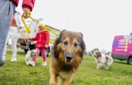 Miércoles: Vacunacion y desparecitación animal en Villa Alba