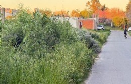 Barrio Caacupé: Vuelven los pedidos pastos crecidos